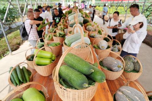 贵州展会吃瓜,一场吃瓜者的味蕾狂欢